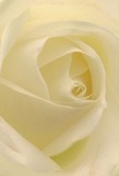 This evocative image draws you into the very heart of a rose that feels as if it bloomed just steps from Staplehurst Road in Hither Green. The petals, creamy white and exquisitely layered, spiral inward with gentle confidence, creating a sense of intimacy and peace. Each delicate fold is touched by a luminous softness, illuminated with the glow of local sunlight filtering through garden hedges. Subtle shadows play among the ivory layers, adding both depth and a sense of quiet wonder-perfect for those moments that deserve reflection or gentle celebration. The rose's purity and understated character make it an ideal ambassador for sympathy, remembrance, or new beginnings, echoing the warmth and care of the Hither Green community. You can almost sense its soft fragrance mingling with the crisp air, and feel the weight of thoughtfulness behind each composition chosen for those special, heartfelt occasions.